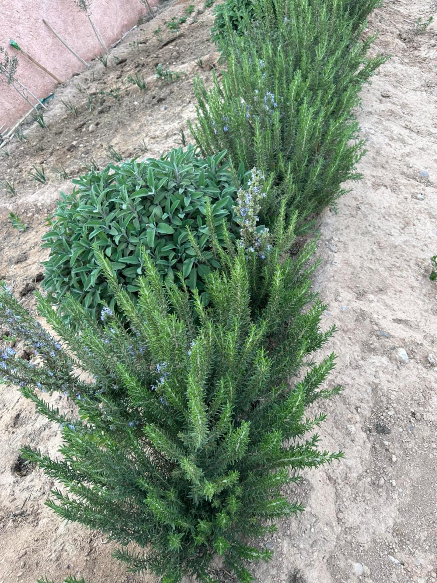 Dar Al Qanass Imane Pansiyon Midelt Dış mekan fotoğraf